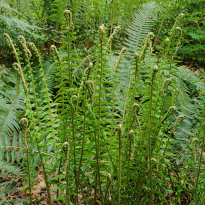Polystichum munitum
