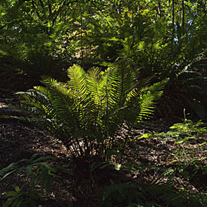 Polystichum munitum