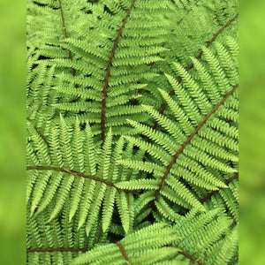 Polystichum polyblepharum