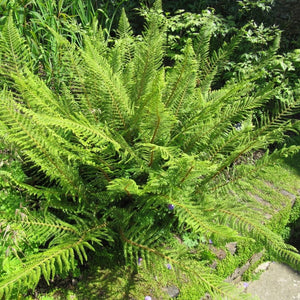 Polystichum setiferum