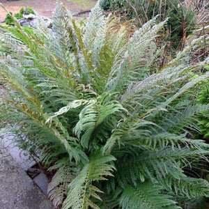 Polystichum setiferum