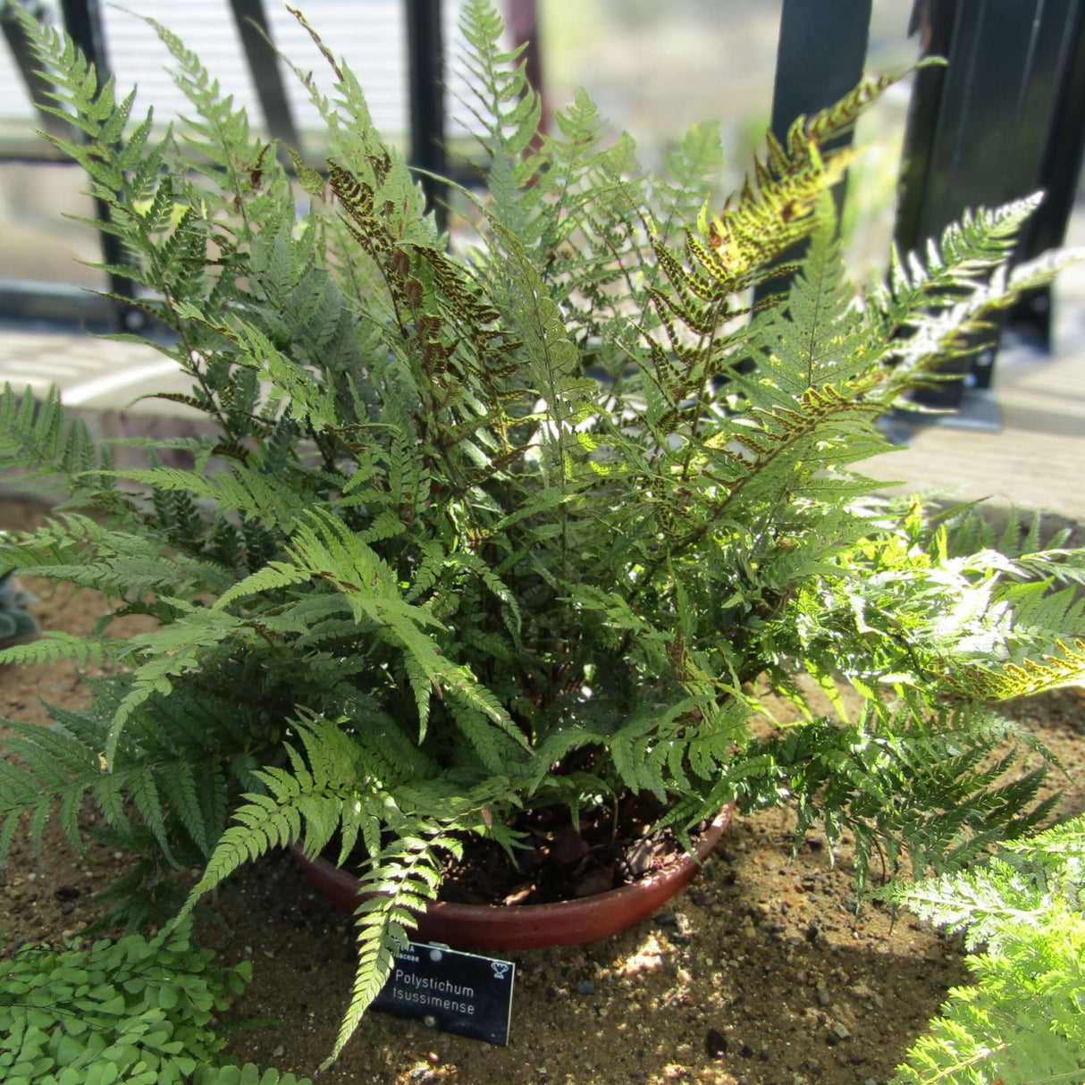 Polystichum tsussimense