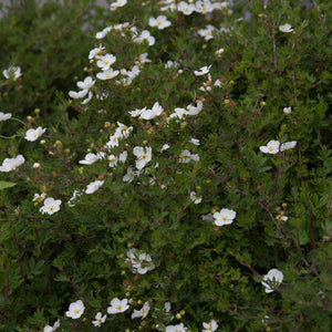 Potentilla fruticosa ‘Bella Bianca’