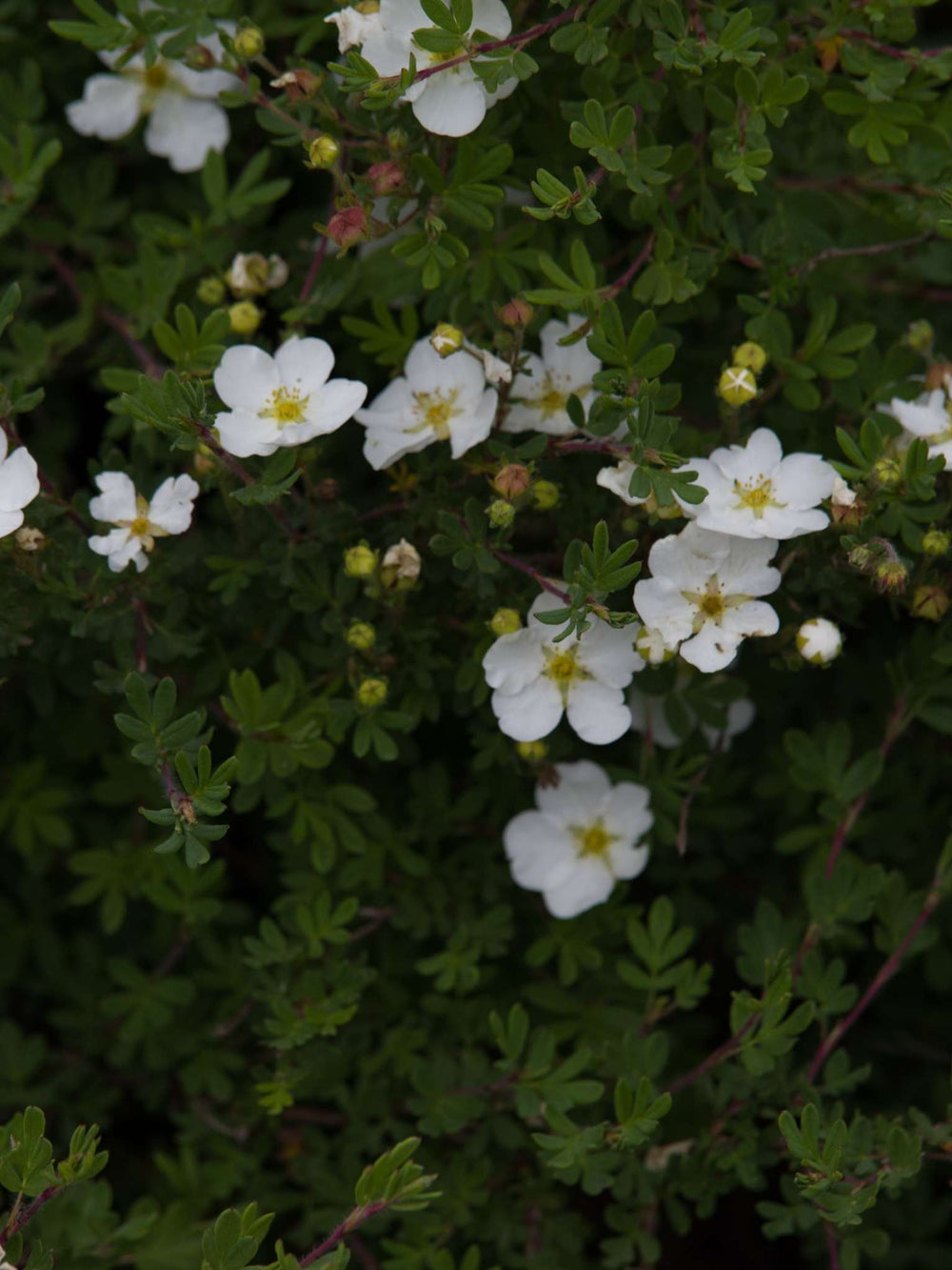 Potentilla fruticosa ‘Bella Bianca’