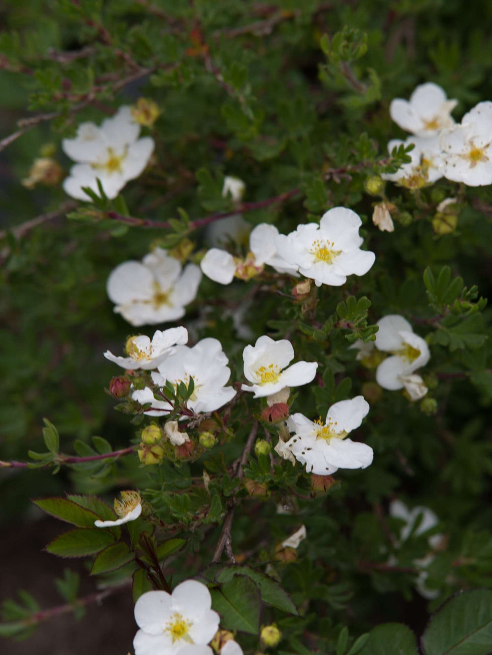 Potentilla fruticosa ‘Bella Bianca’