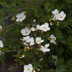 Potentilla fruticosa ‘Bella Bianca’