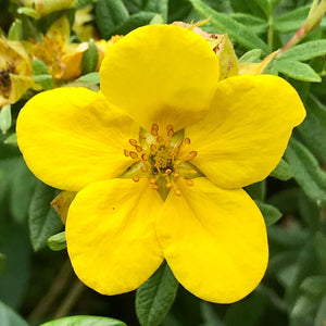 Potentilla fruticosa ‘Goldfinger’