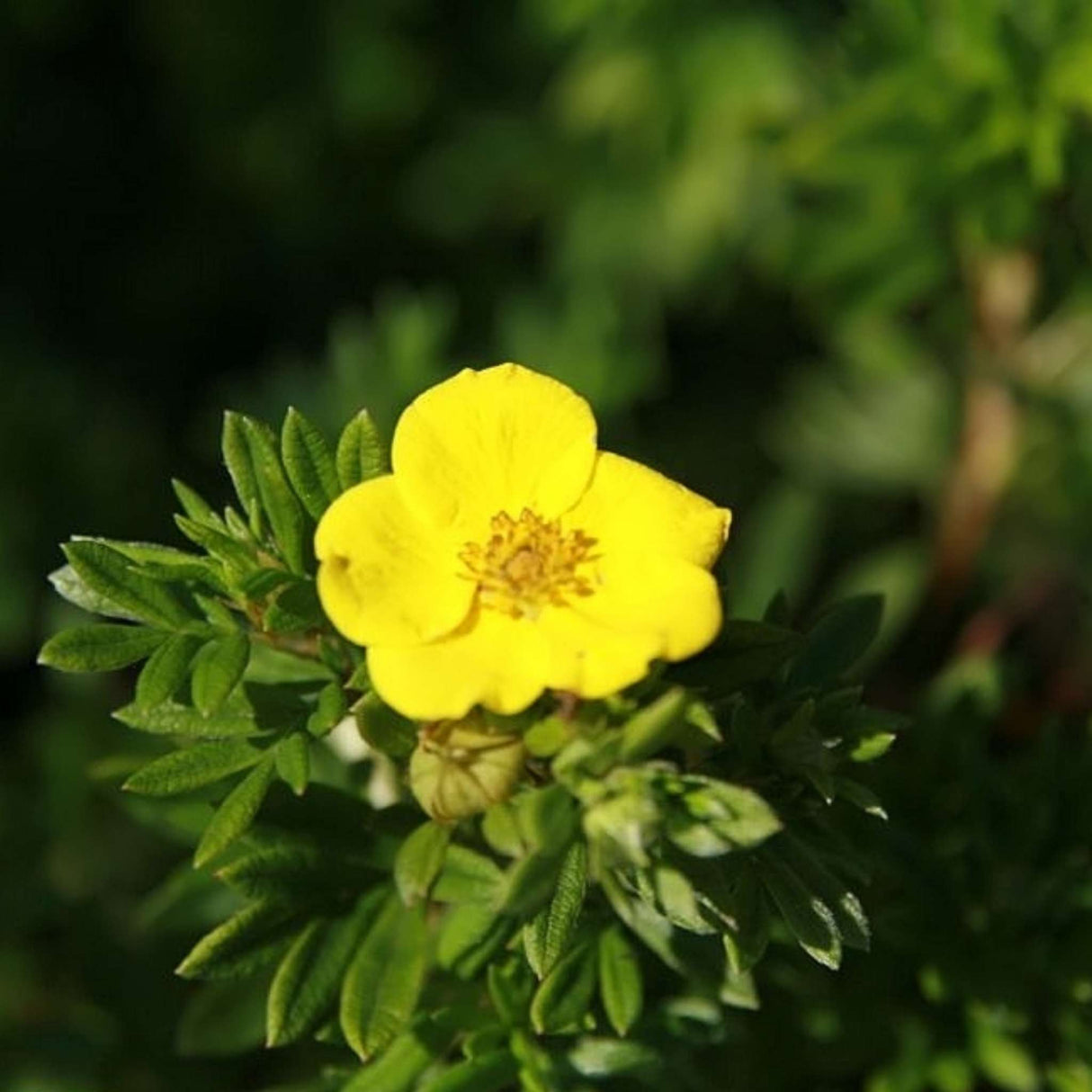 Potentilla fruticosa ‘Goldfinger’