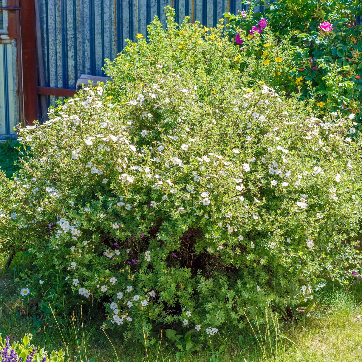 Potentilla fruticosa ‘Princess’
