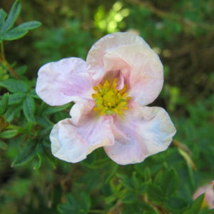 Potentilla fruticosa ‘Princess’