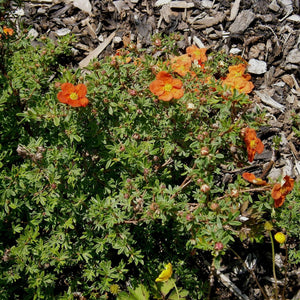 Potentilla fruticosa ‘Red Ace’