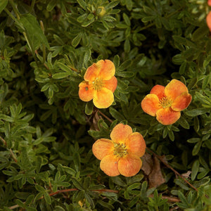 Potentilla fruticosa ‘Red Ace’
