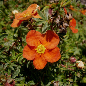 Potentilla fruticosa ‘Red Ace’