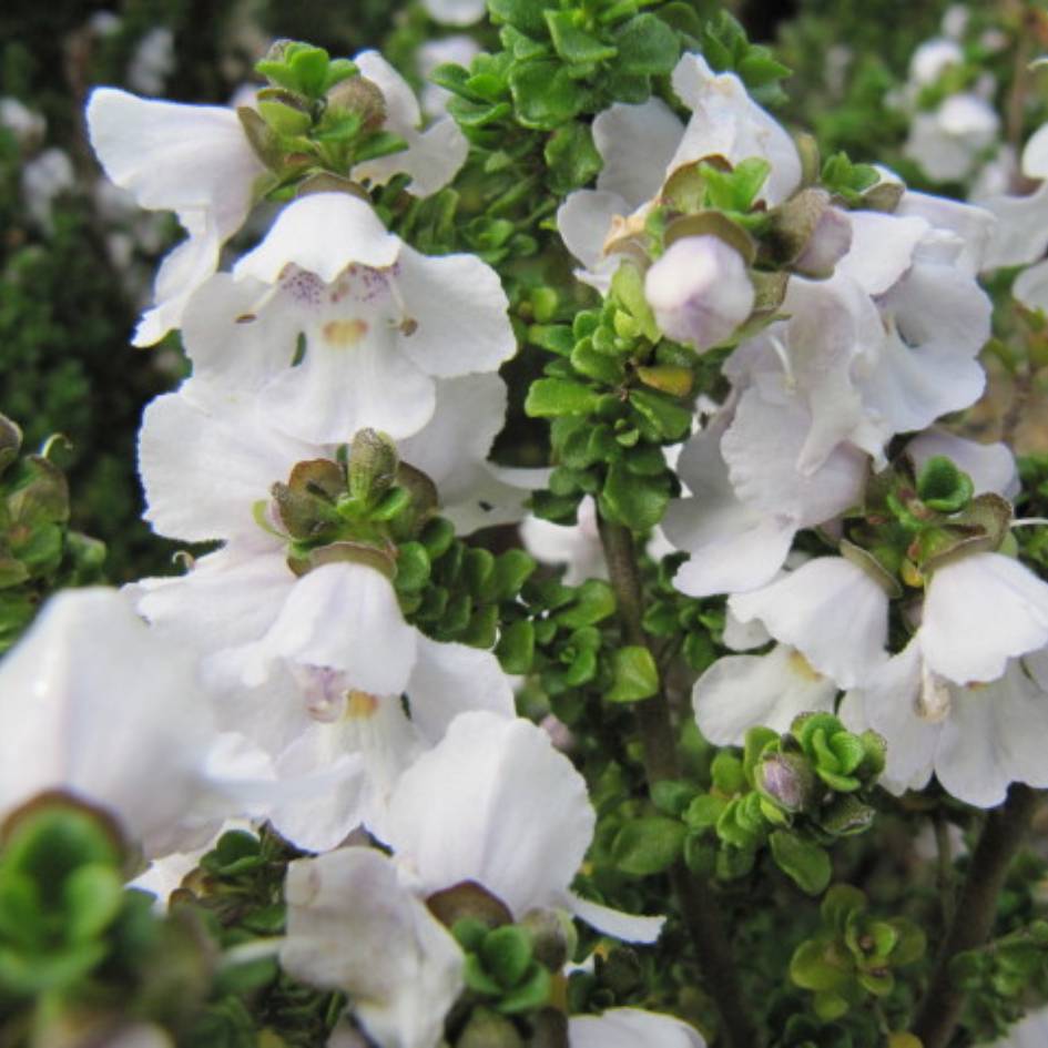 Prostanthera cuneata