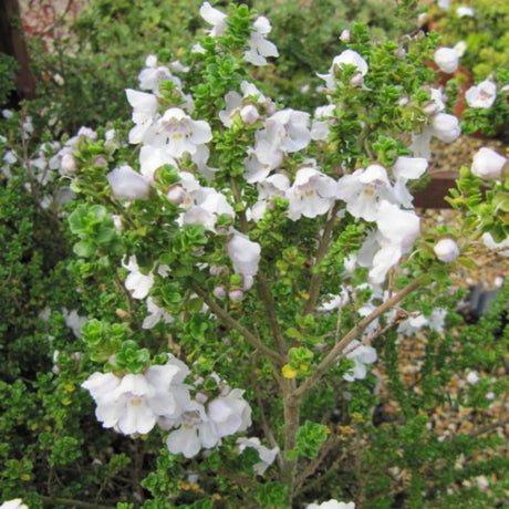 Prostanthera cuneata