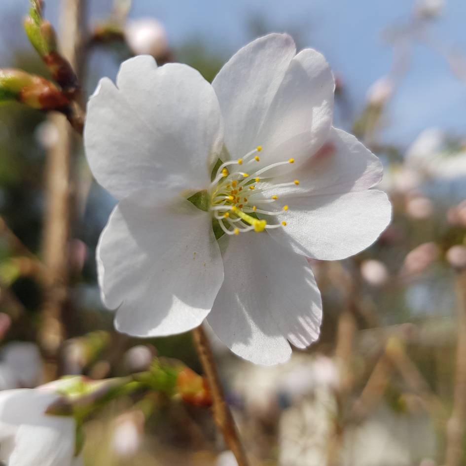 Prunus ‘Royal Flame’