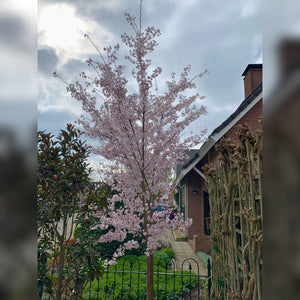 Prunus ‘Royal Flame’