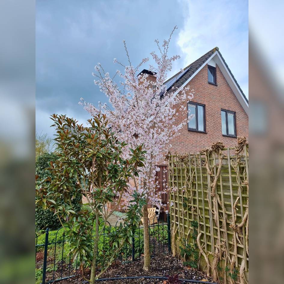 Prunus ‘Royal Flame’