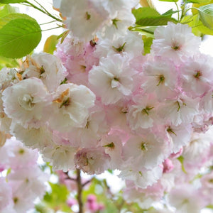 Prunus ‘Shirofugen’