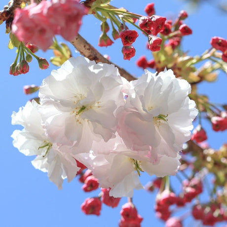 Prunus ‘Shirofugen’