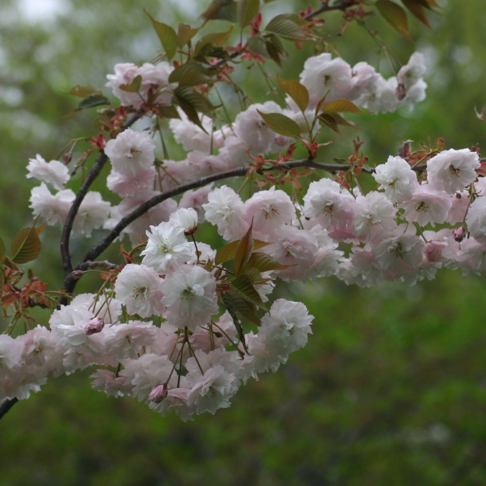 Prunus ‘Shirofugen’