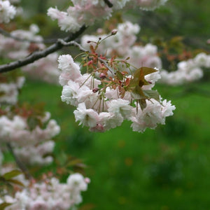 Prunus ‘Shirofugen’