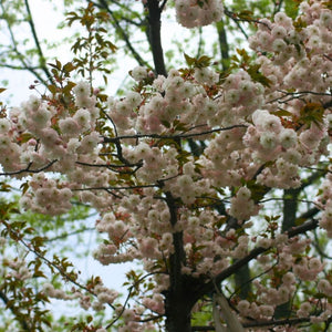 Prunus ‘Shirofugen’