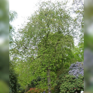 Prunus avium ‘Plena’