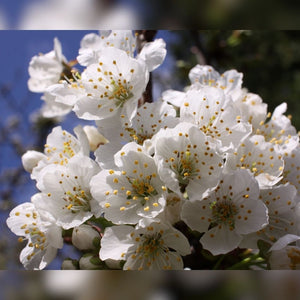 Prunus avium ‘Plena’