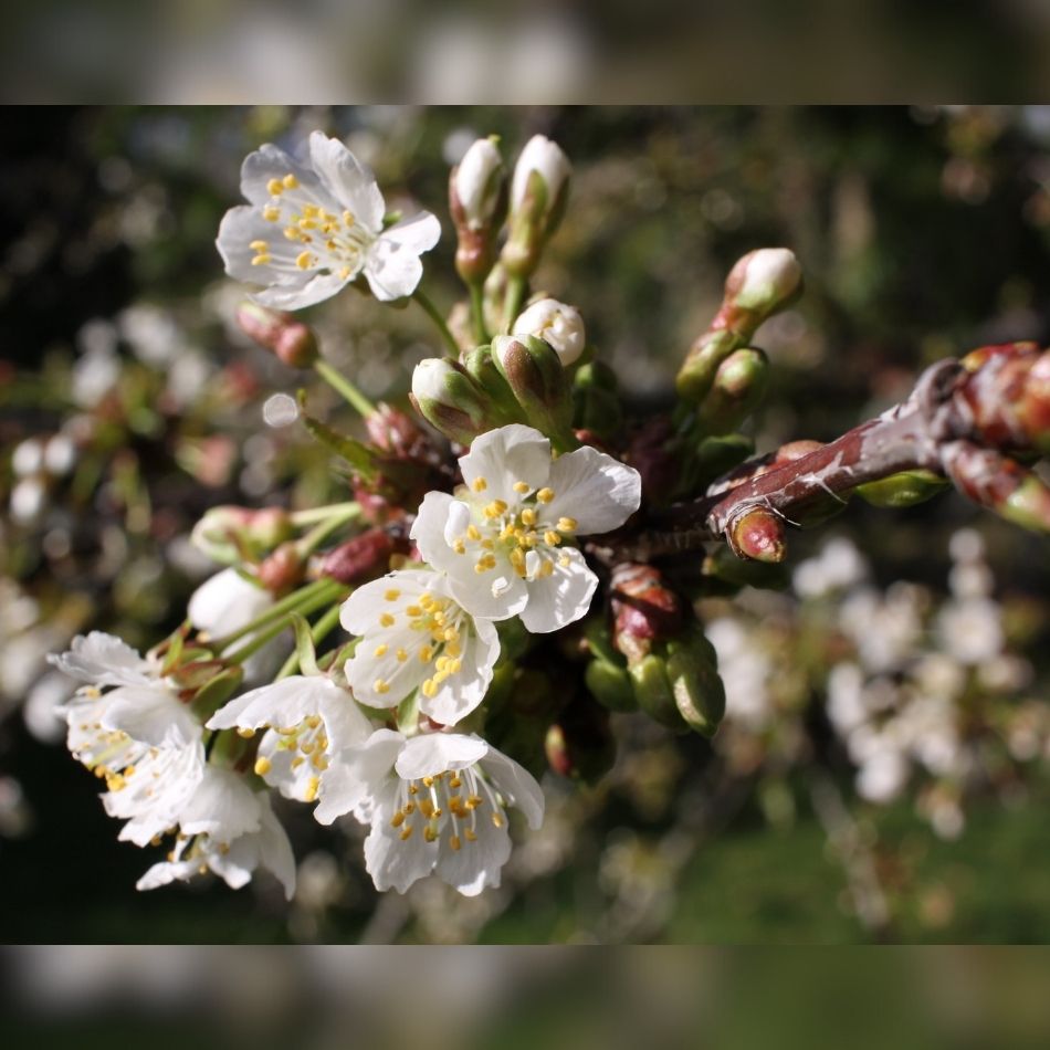 Prunus avium ‘Plena’