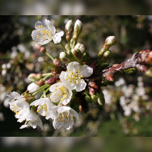 Prunus avium ‘Plena’