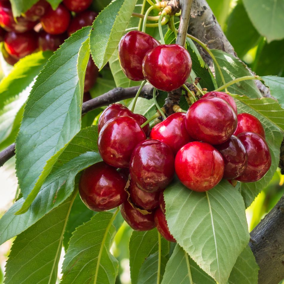 Prunus avium ‘Stella’