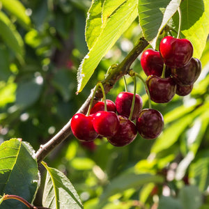 Prunus avium ‘Stella’