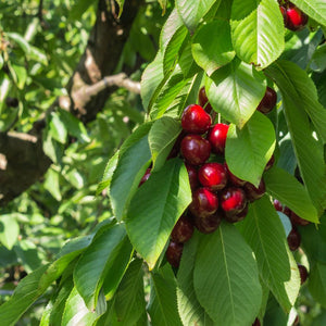 Prunus avium ‘Stella’