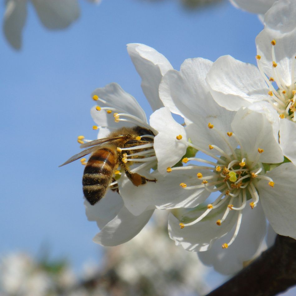 Prunus avium ‘Stella’