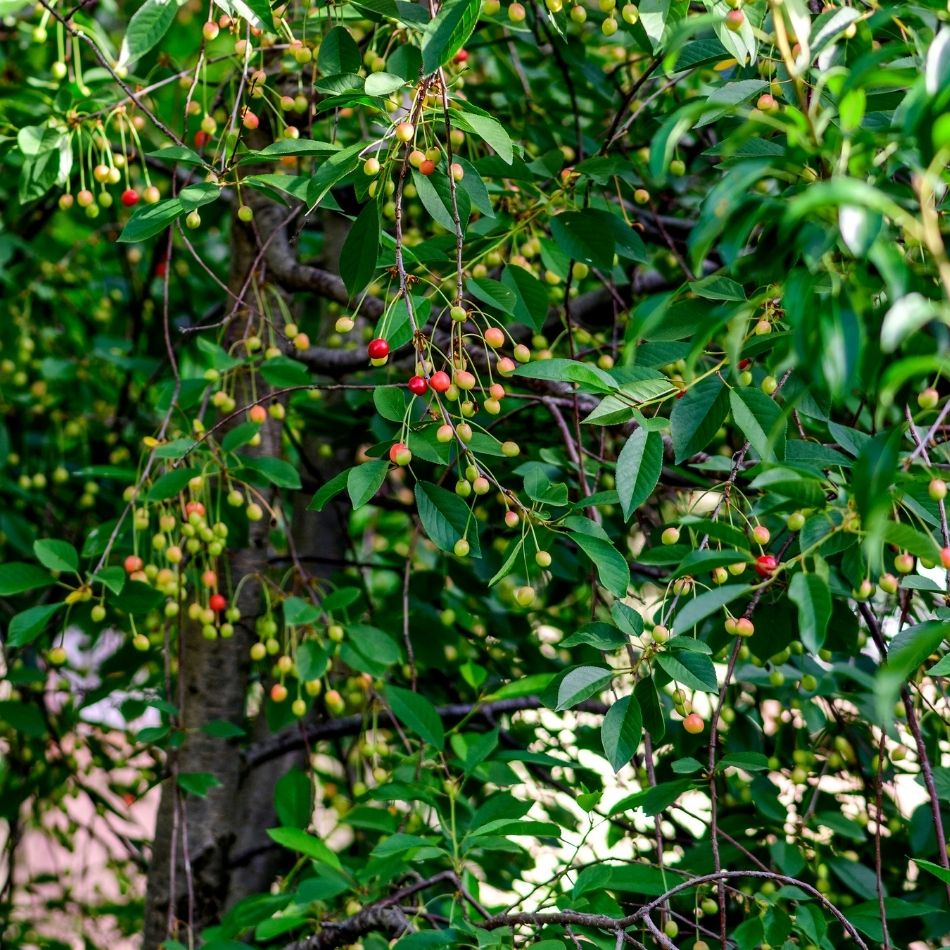 Prunus cerasus ‘Morello’