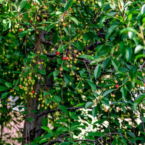 Prunus cerasus ‘Morello’