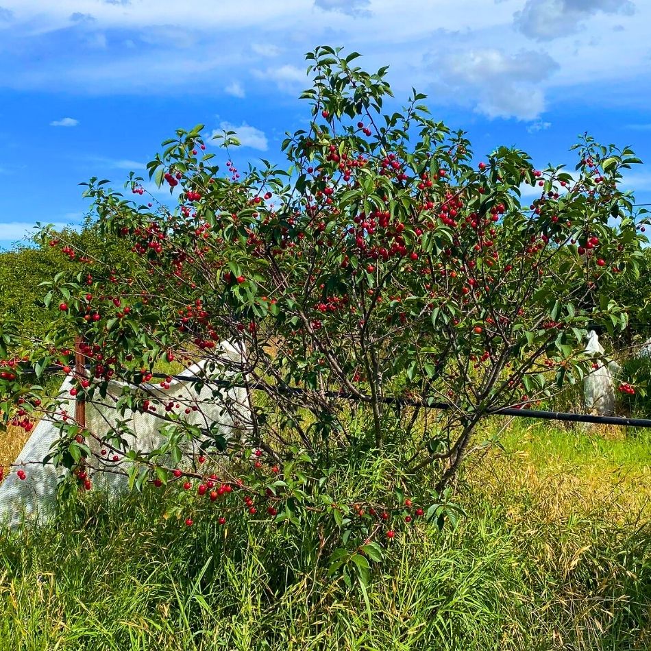 Prunus cerasus ‘Morello’