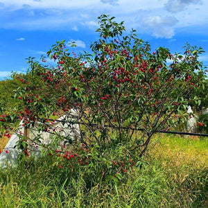 Prunus cerasus ‘Morello’