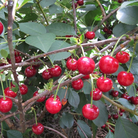 Prunus cerasus ‘Morello’