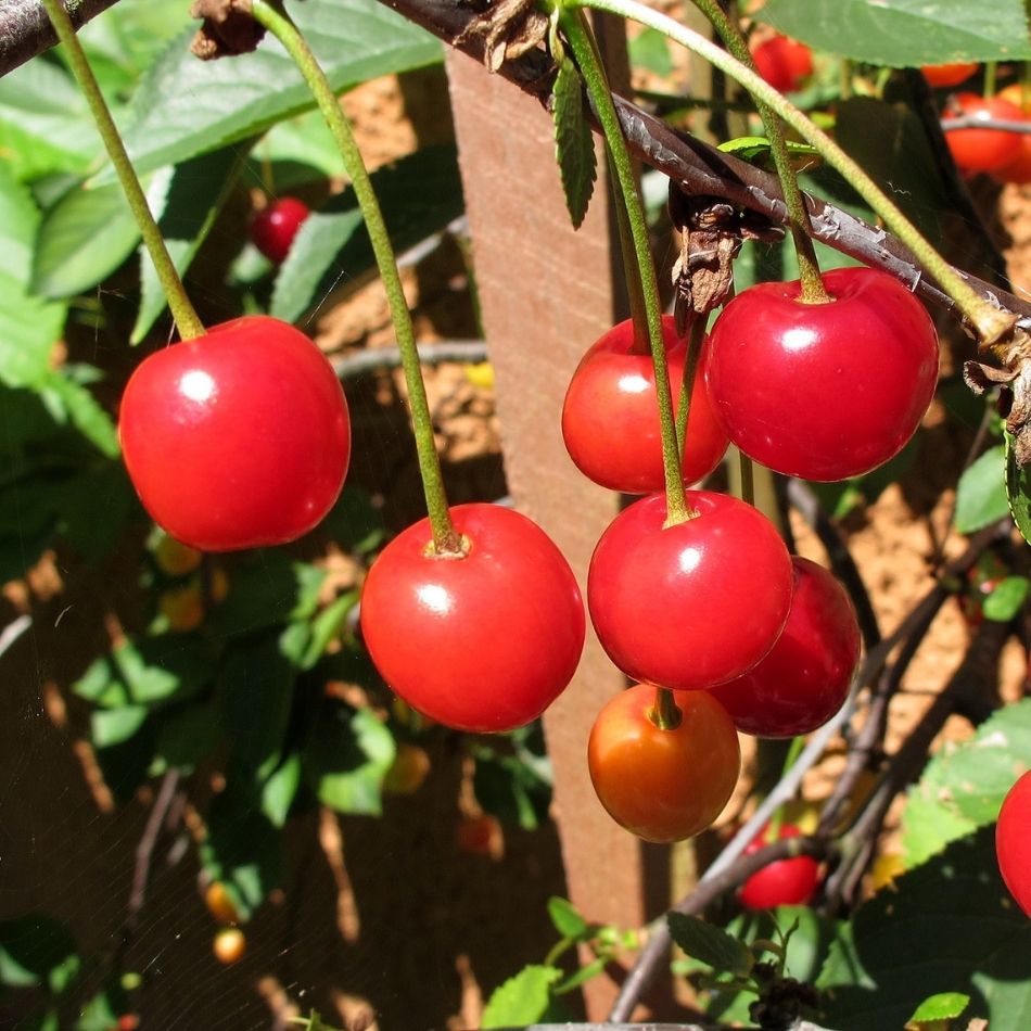 Prunus cerasus ‘Morello’