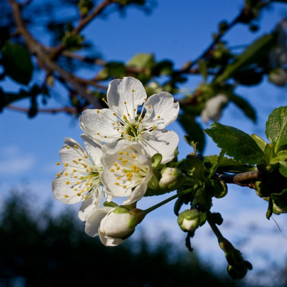Prunus cerasus ‘Morello’