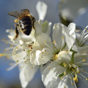 Prunus domestica ‘Victoria’