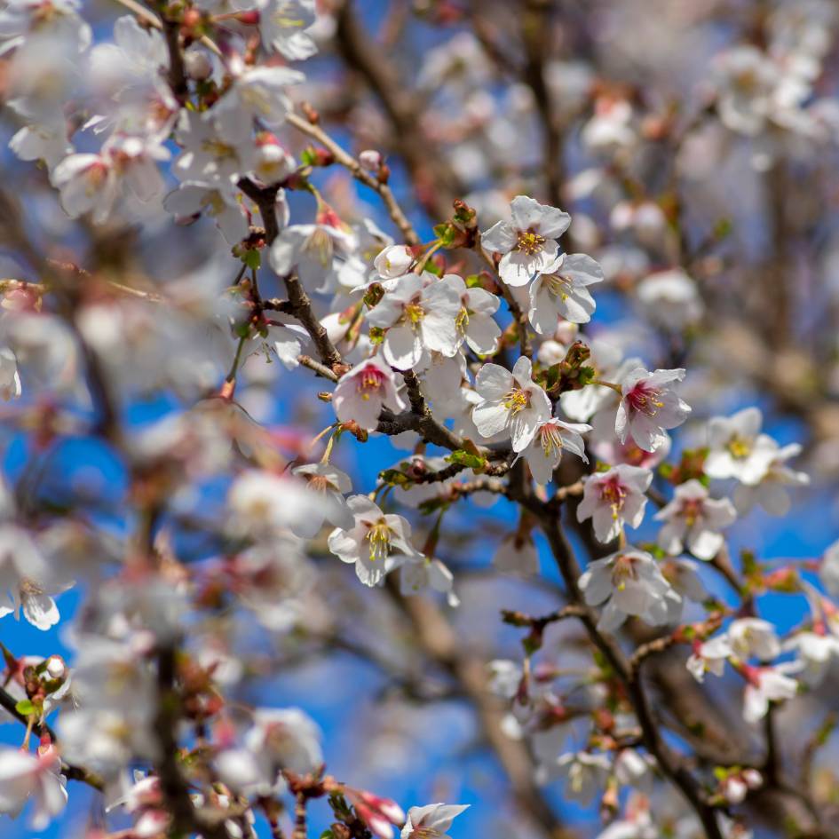 Prunus incisa ‘Kojo-no-mai’