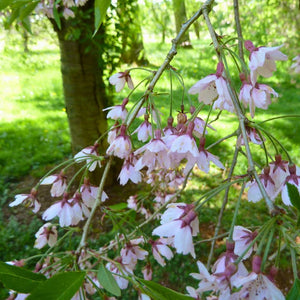 Prunus itosakura ‘Pendula Rubra’
