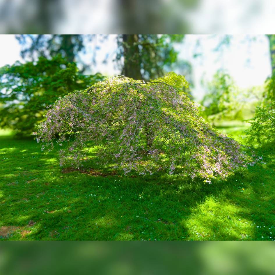 Prunus itosakura ‘Pendula Rubra’