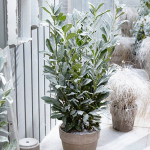 Prunus laurocerasus ‘Elly’