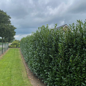 Prunus laurocerasus ‘Elly’