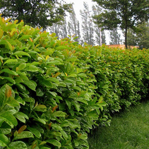 Prunus laurocerasus ‘Etna’
