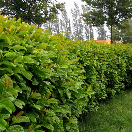 Prunus laurocerasus ‘Etna’